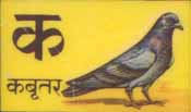 kabutar
